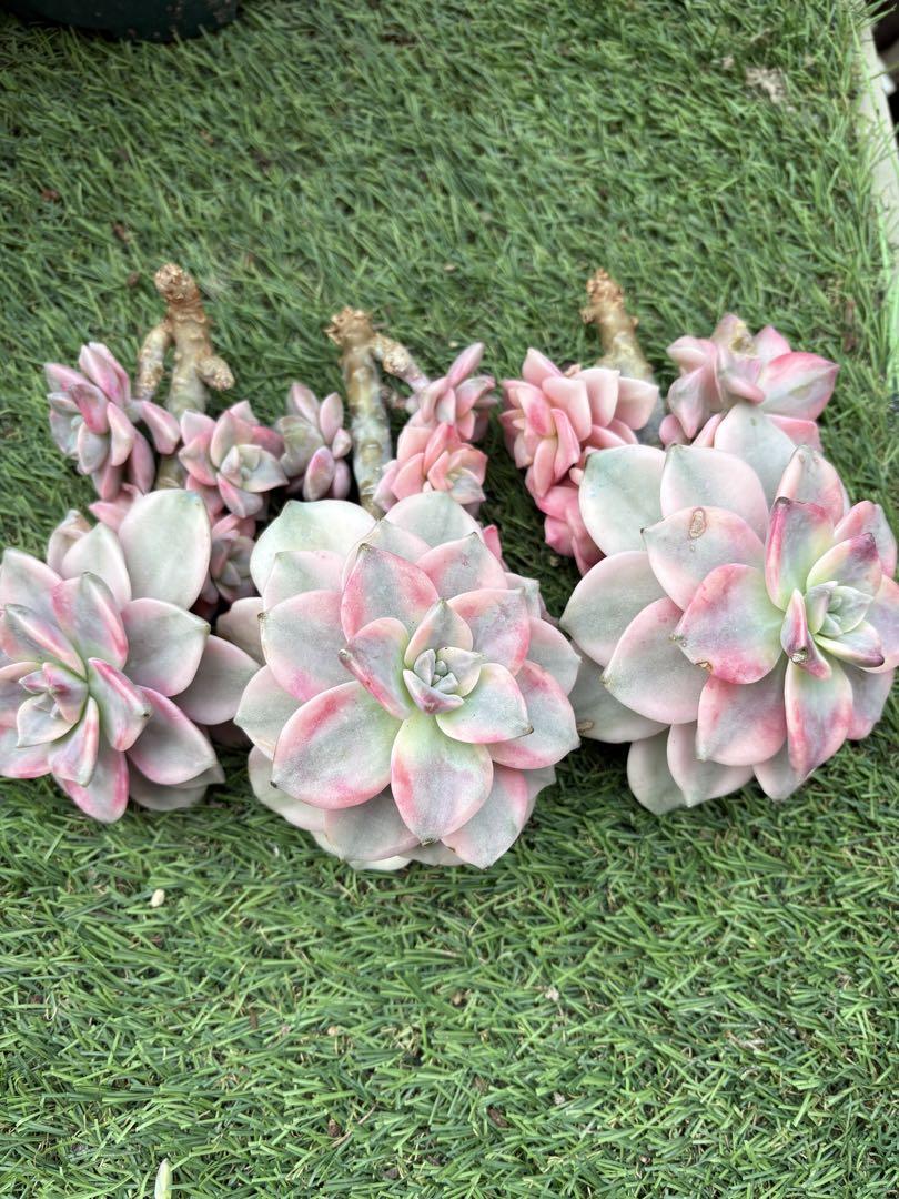 多肉植物 パープルディライト錦3苗セット