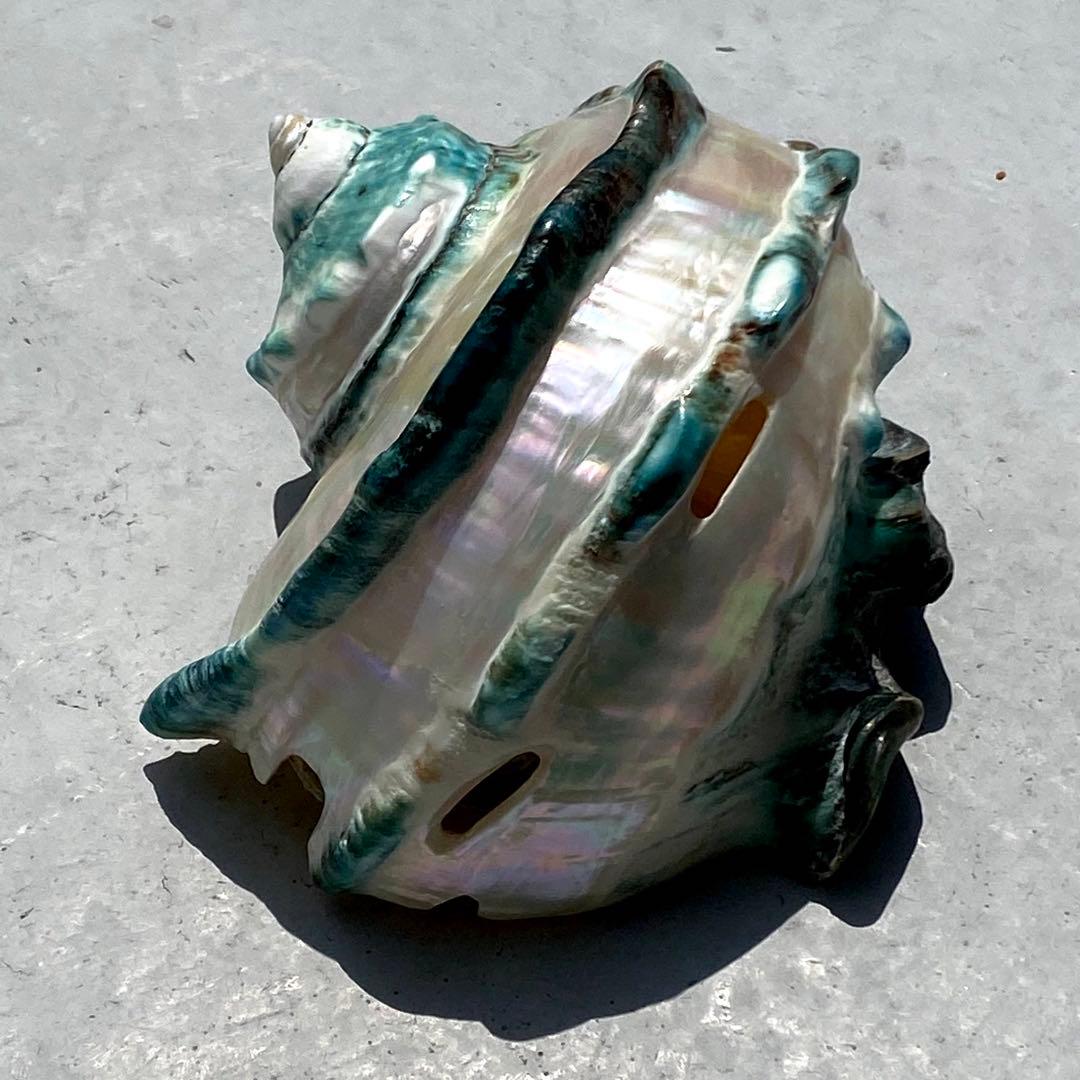 2022発売 大型夜光貝 LEDレインボー インテリア アクセサリー オブジェ