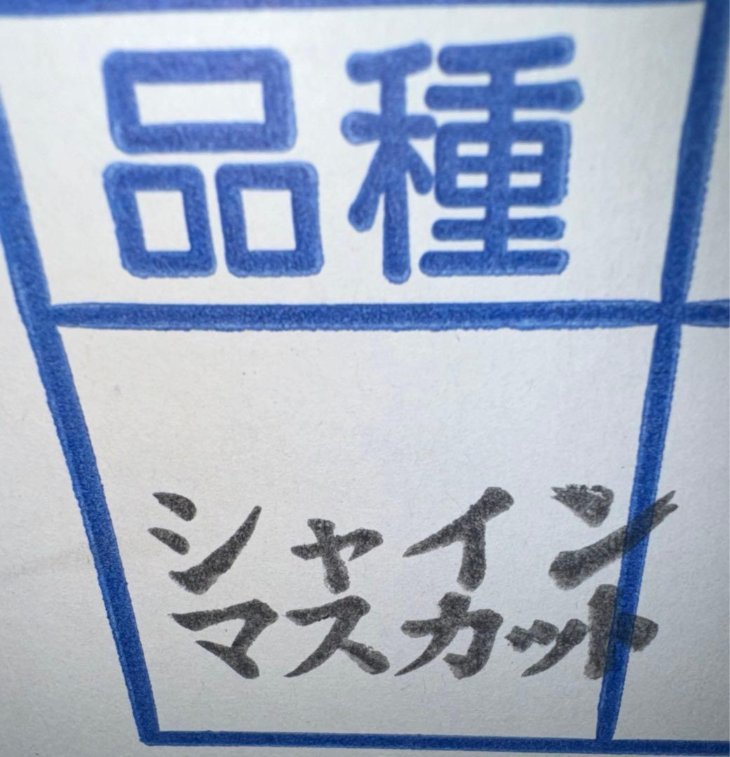 山梨県産ぶどう⭐️シャインマスカット⭐️家庭用訳あり品⭐️9房入り箱込み約5.2キロ 山梨県産ぶどう⭐️シャインマスカット⭐️家庭用訳あり品⭐️9房入り箱込み約5.2キロ