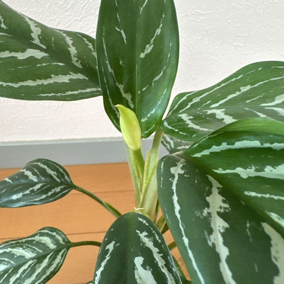 【本物】アグラオネマ　カーティシー　B株（管理番号）小さめなので少しお安め 本物】アグラオネマ カーティシー B株（管理） 大きめで新しい