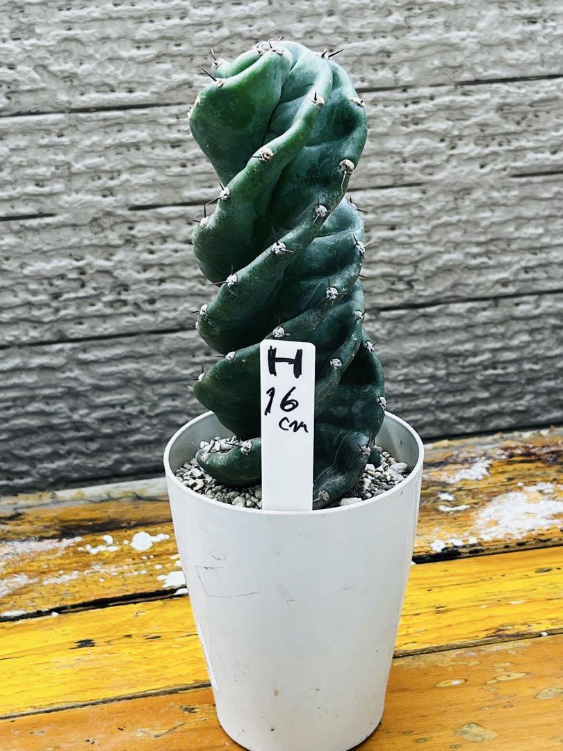 新商品✨16㎝セレウス ペルビアナス スピラリス H発根済み