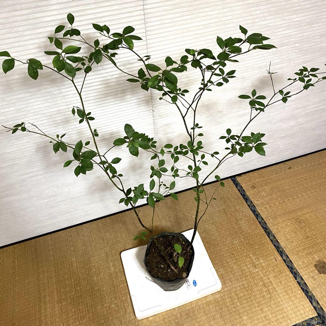 クロモジ