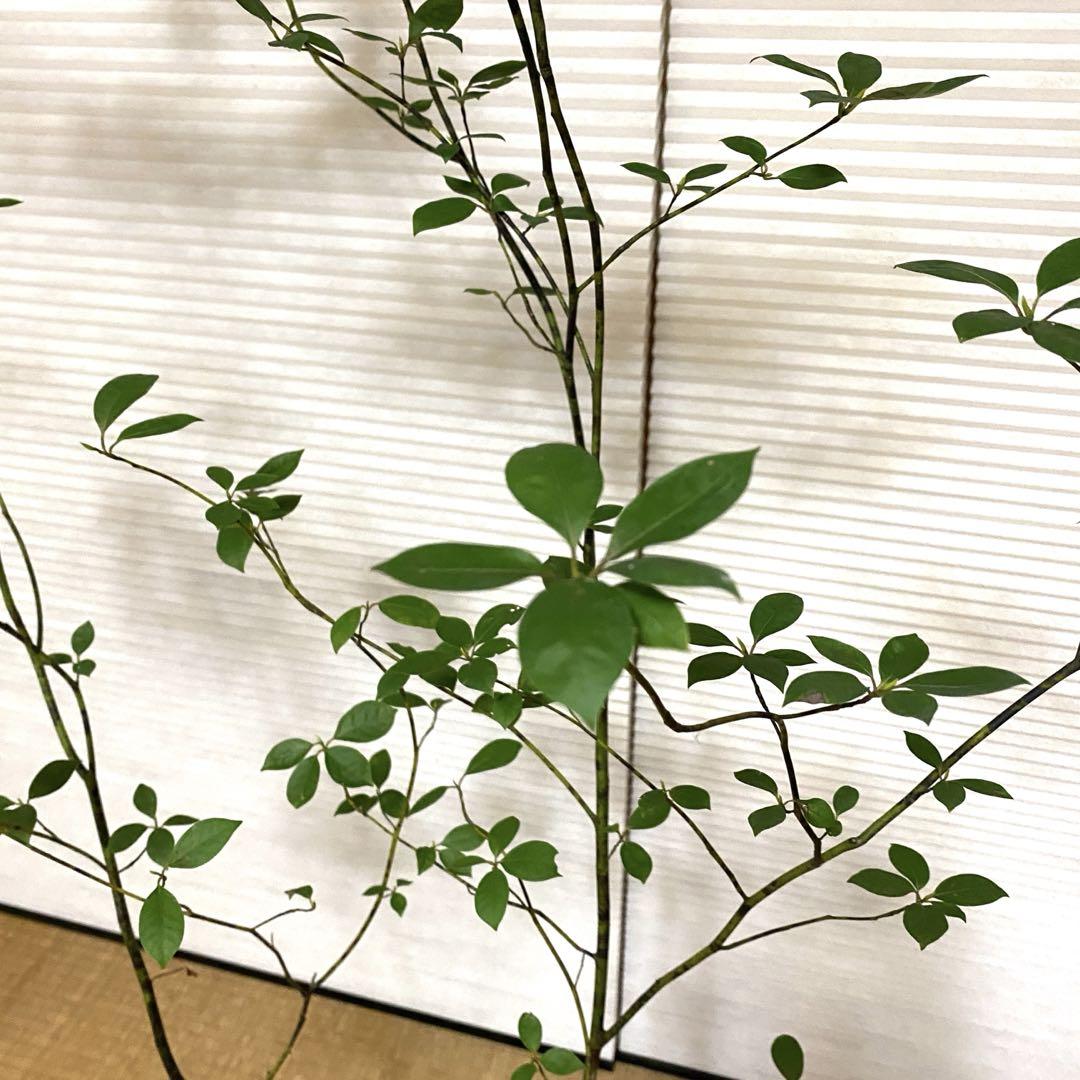 クロモジ苗木