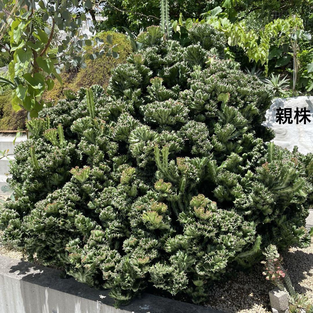ユーフォルビア ラクテア 魔界麒麟 (マカイキリン) 沖縄育ち ユーフォルビア ラクテア 魔界麒麟 (マカイキリン) 沖縄育ち