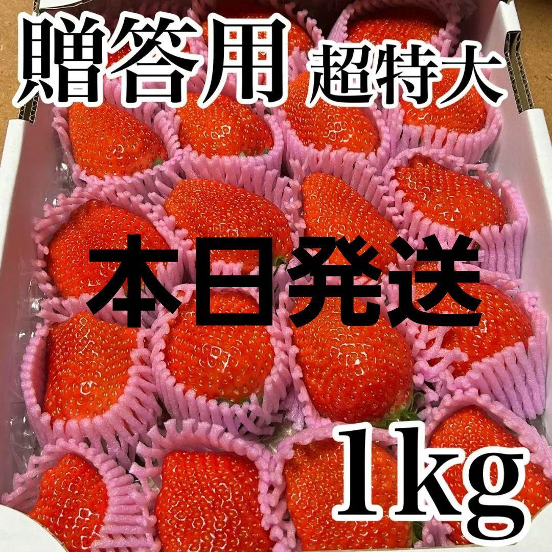 期間限定‼️超特大‼️ 新鮮朝採りいちご