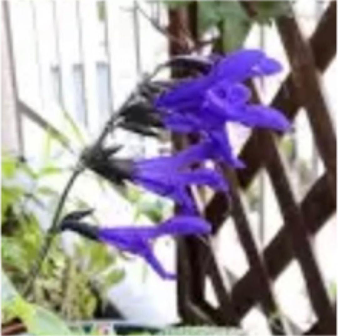 メドセージ 綺麗な濃い紫色の花ハーブ苗 土付き2株 メルカリ メドセージ 綺麗な濃い紫色の花ハーブ苗 土付き2株 メルカリ