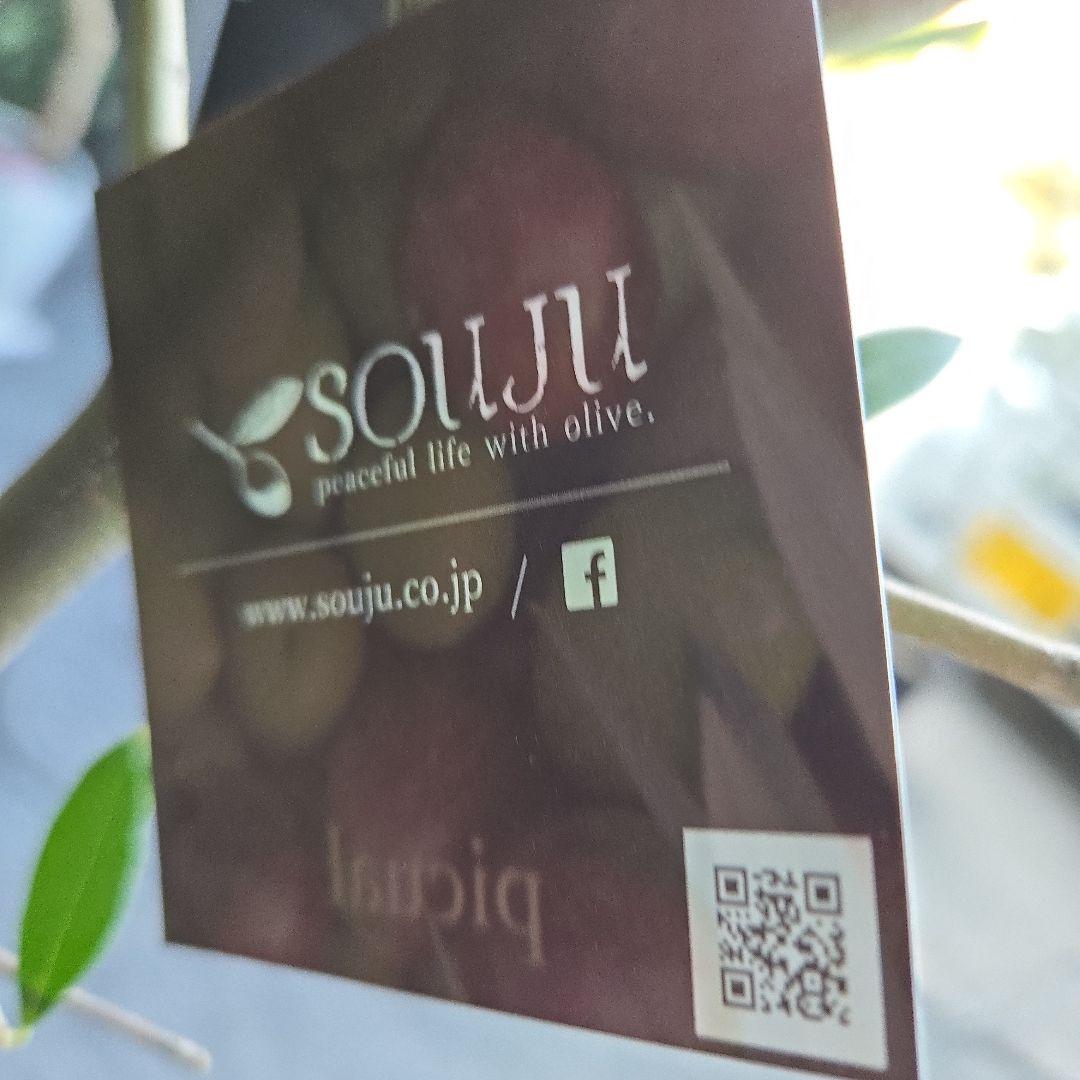 ⑱　オリーブの木souju　『ピクアル』　8号　特大苗木最高等級極上品‼️