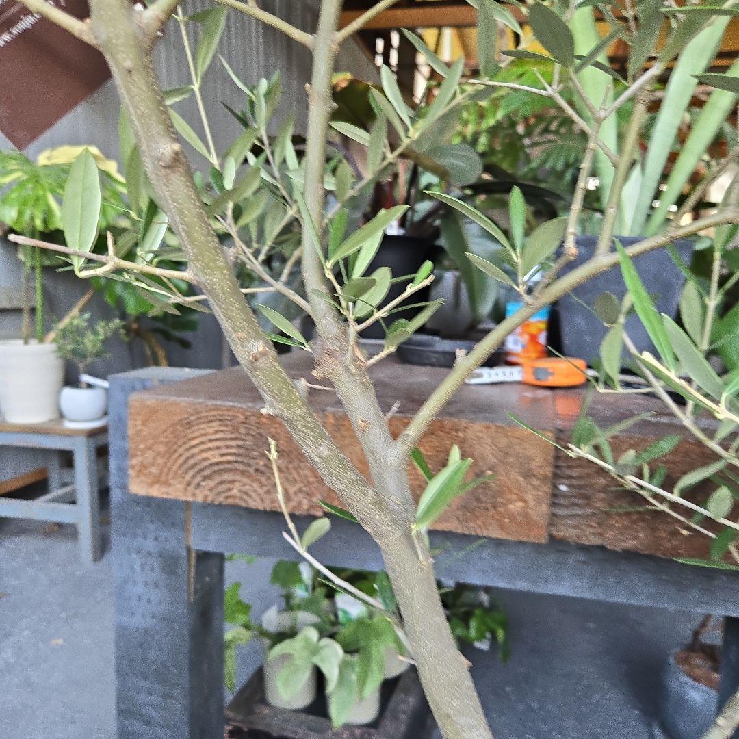 ⑱　オリーブの木souju　『ピクアル』　8号　特大苗木最高等級極上品‼️