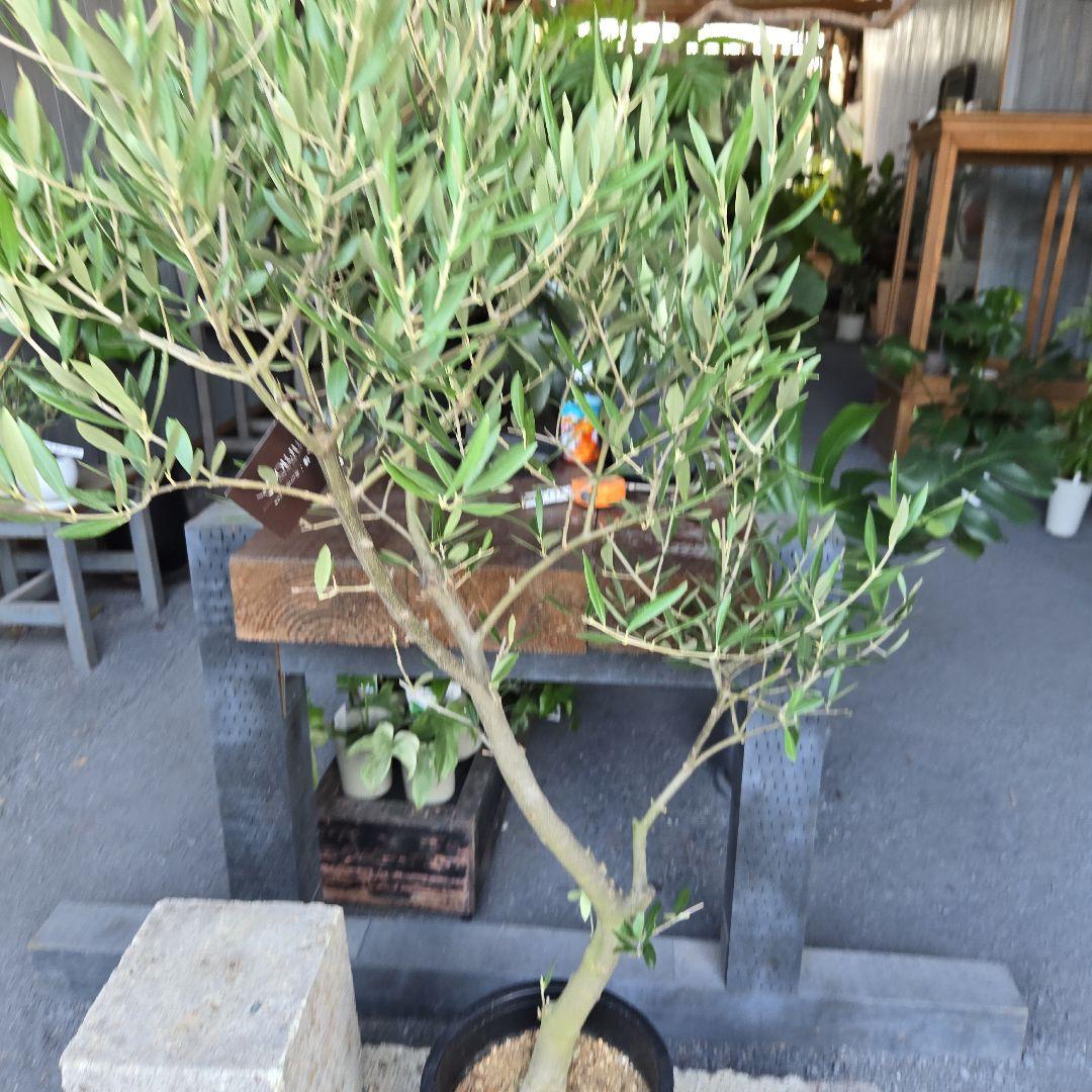 ⑱　オリーブの木souju　『ピクアル』　8号　特大苗木最高等級極上品‼️