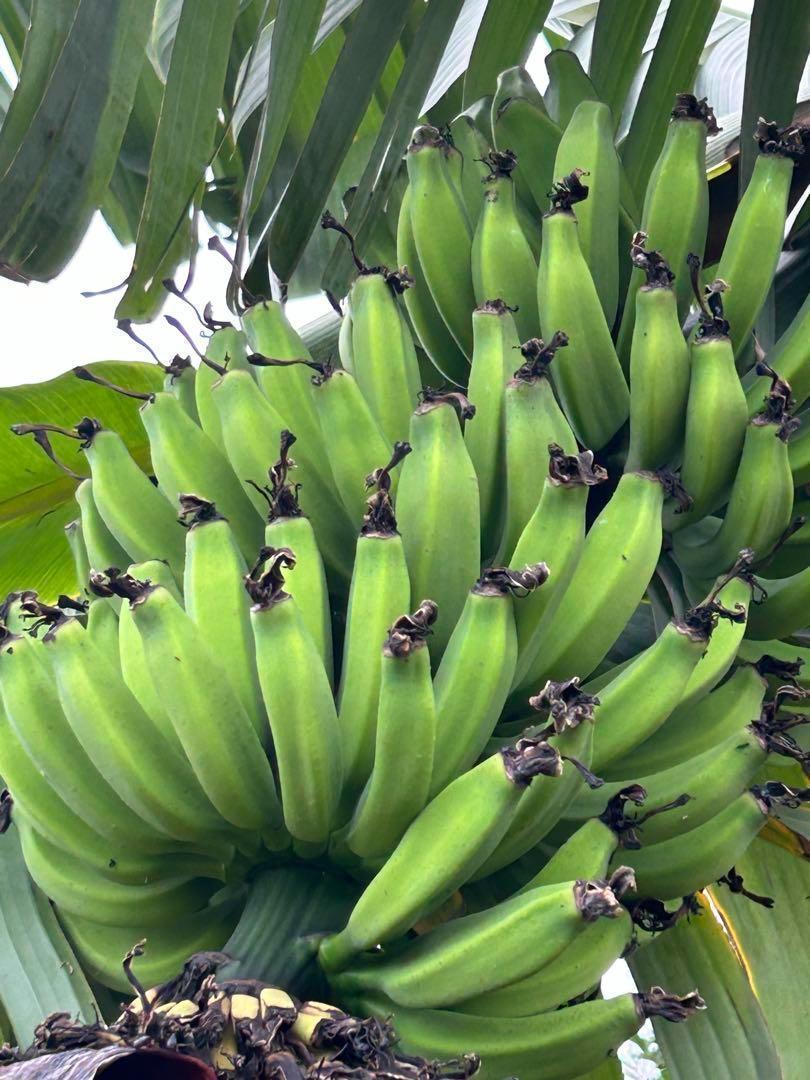 220cm、バナナ苗=ドワーフ・ブラジルアップル。早期収穫用◇心