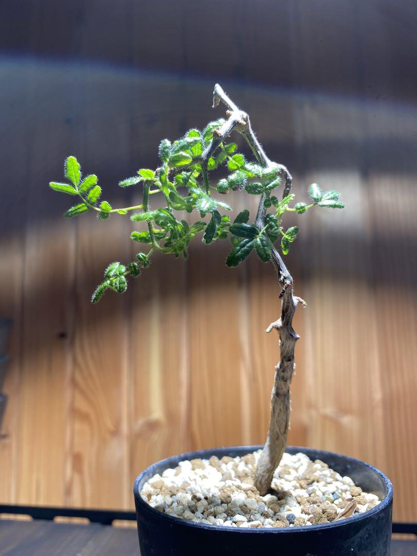 コミフォラ　モンストローサ　実生 コミフォラ モンストローサ 実生｜観葉植物