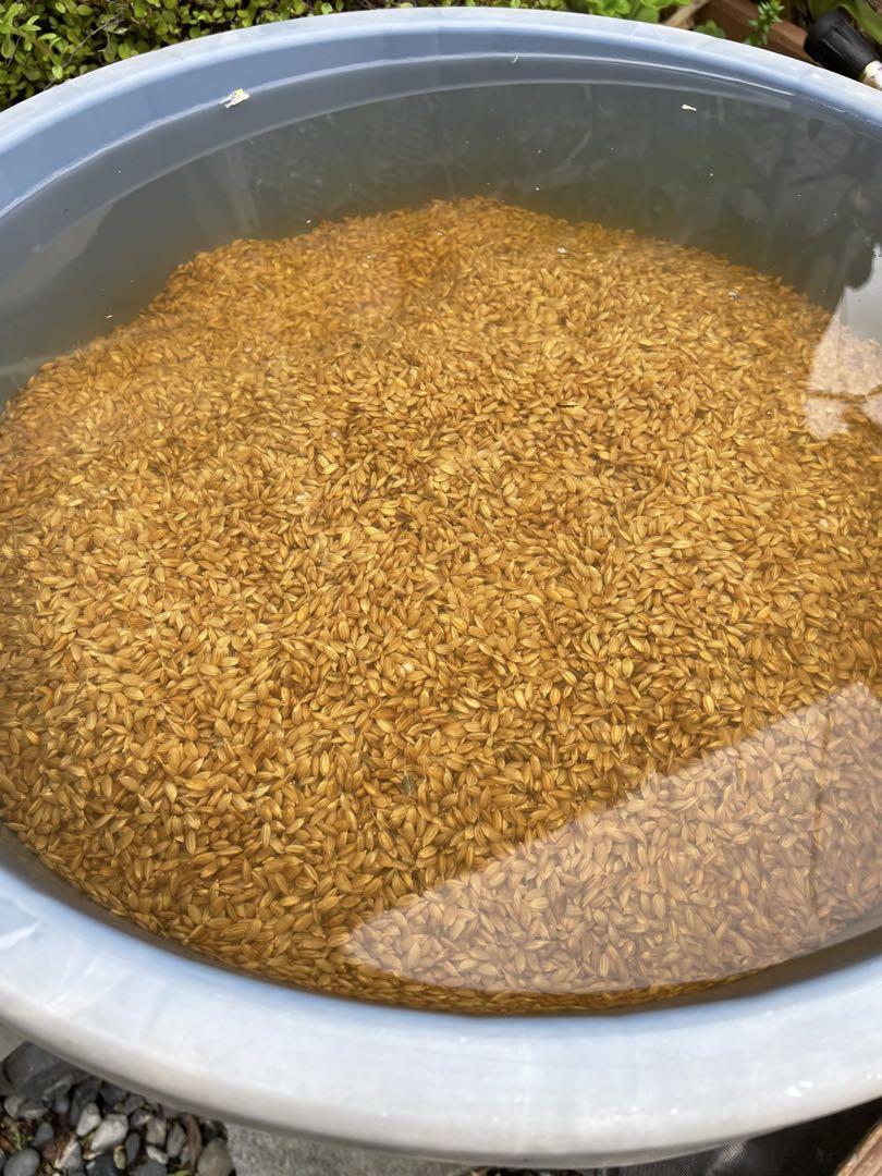 令和6年新米　京都玄米　ヒノヒカリ　有機肥料　農薬不使用　10キロ