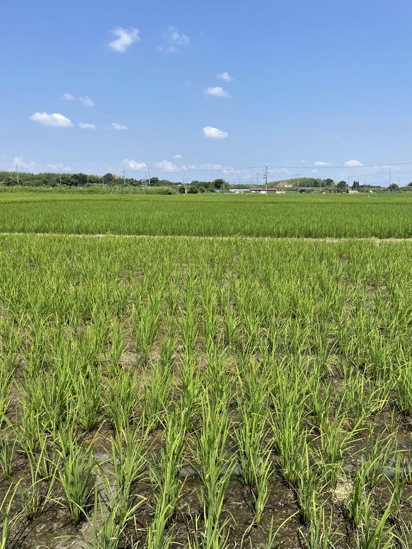 令和6年新米　京都玄米　ヒノヒカリ　有機肥料　農薬不使用　10キロ