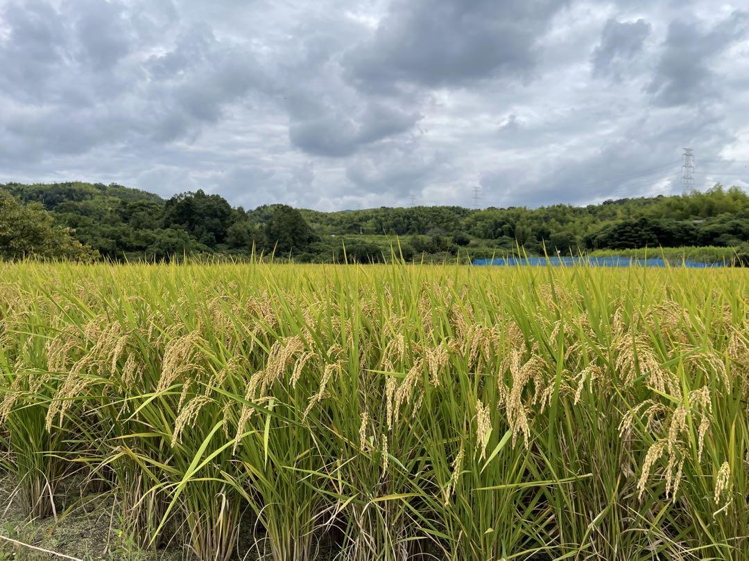 令和6年新米　京都玄米　ヒノヒカリ　有機肥料　農薬不使用　10キロ