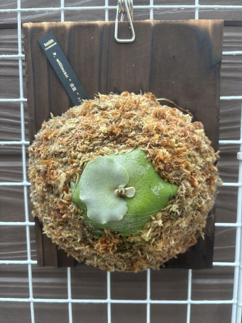 P. willinckii '金童' ウィリンキー　スポア