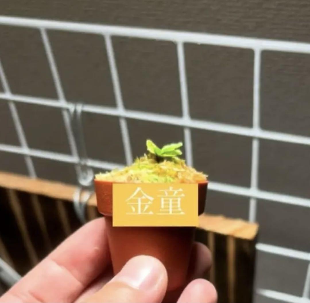 P. willinckii '金童' ウィリンキー　スポア