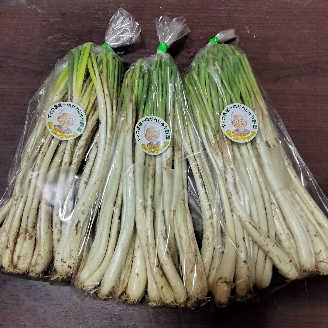 〈直売所コスパ最強〉沖縄県産Ｋおばーの島らっきょう 約2.4kg【常温便】②