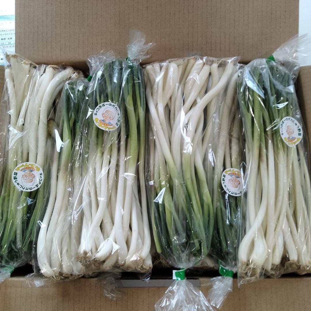 〈直売所コスパ最強〉沖縄県産Ｋおばーの島らっきょう 約2.4kg【常温便】②