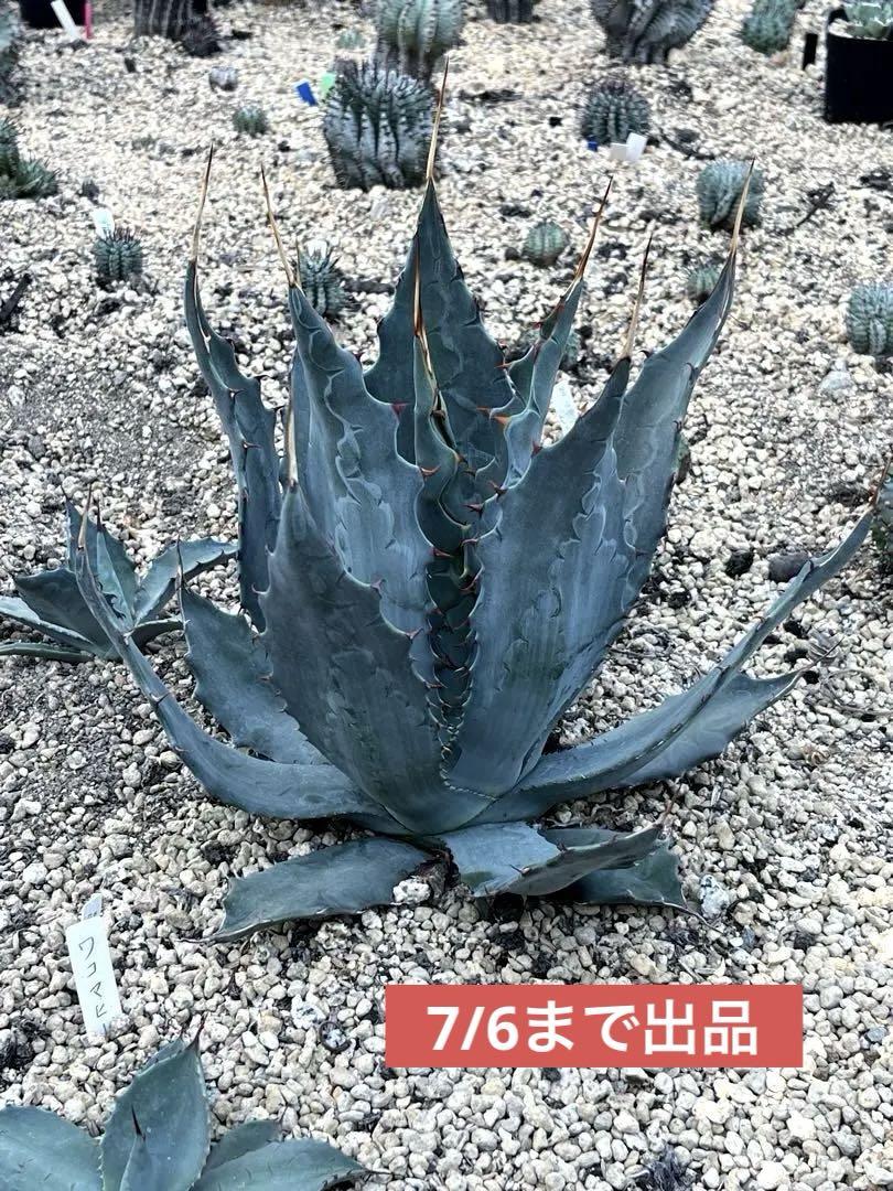 7/6まで出品 アガベ ワコマヒー 極上大株