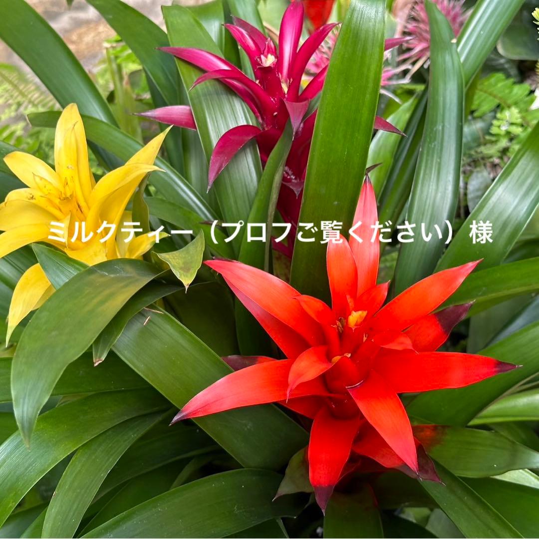 ミルクティー（プロフご覧ください）様