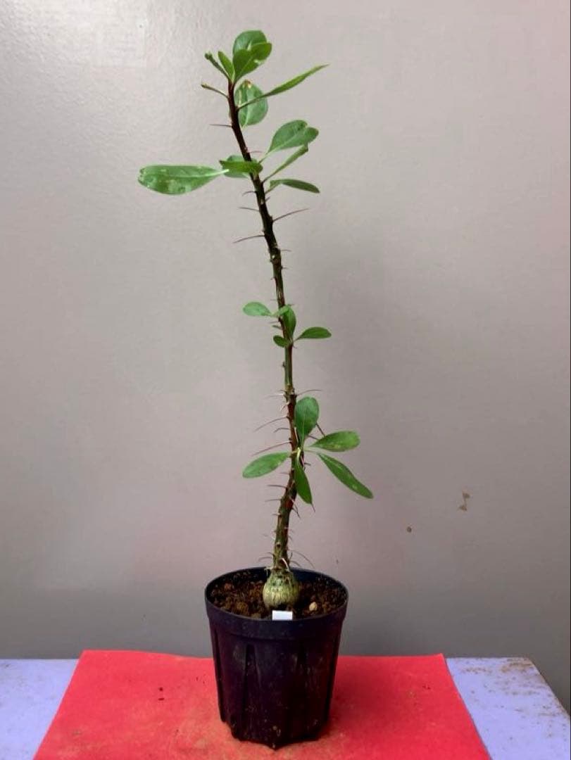 サスカッチ様 リクエスト 2点 まとめ商品