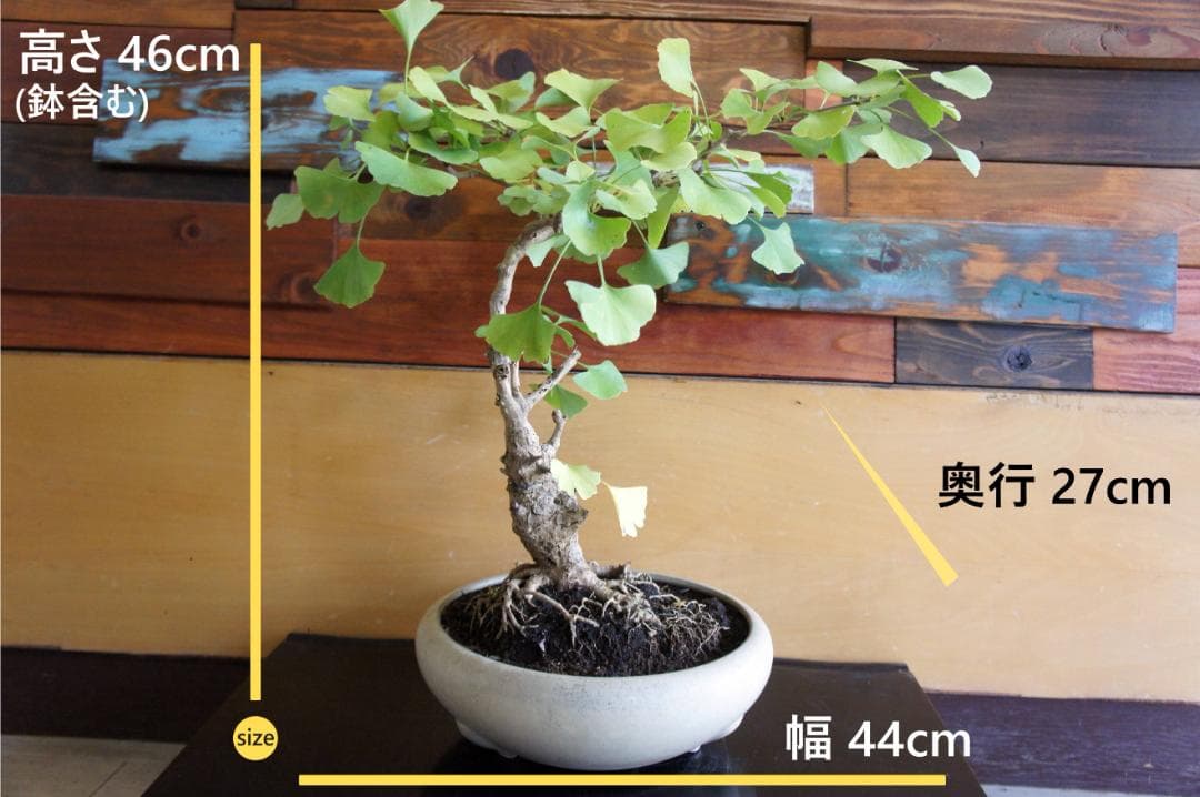 盆栽 イチョウ 紅葉 インテリア 観葉植物 ガーデニング b185 YUZUMIYA_COM