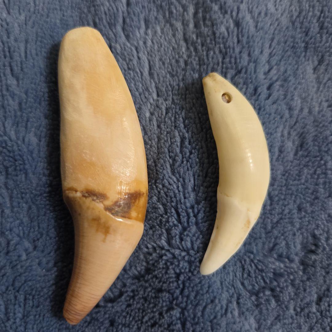 特大月の輪熊の牙 狼の牙セット目立った傷や汚れなし