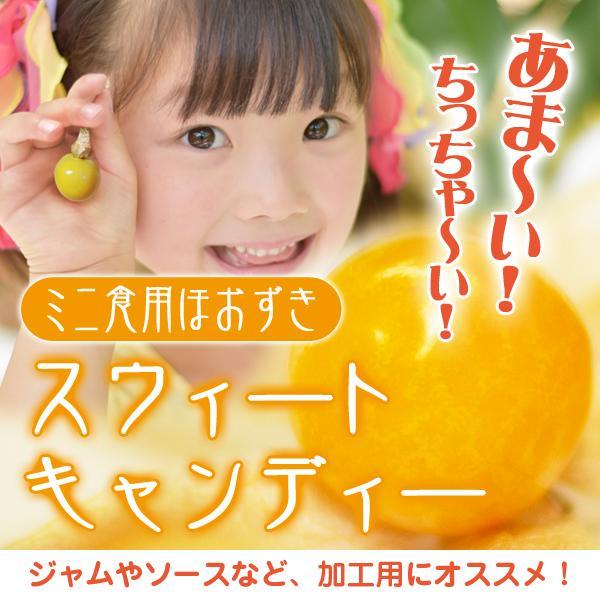 とっても甘い ミニ食用ほおずきスウィートキャンディーの種10粒 メルカリ とっても甘い ミニ食用ほおずきスウィートキャンディーの種10粒 メルカリ