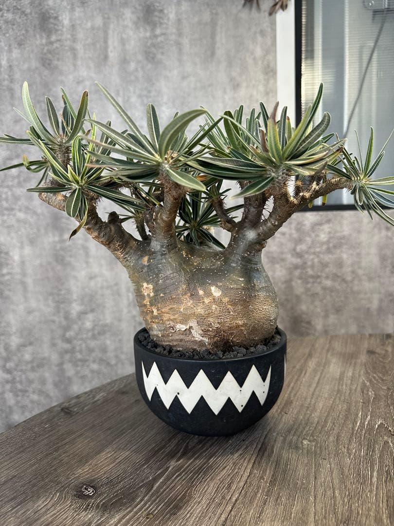 パキポディウムグラキリス valiem目立った傷や汚れなし