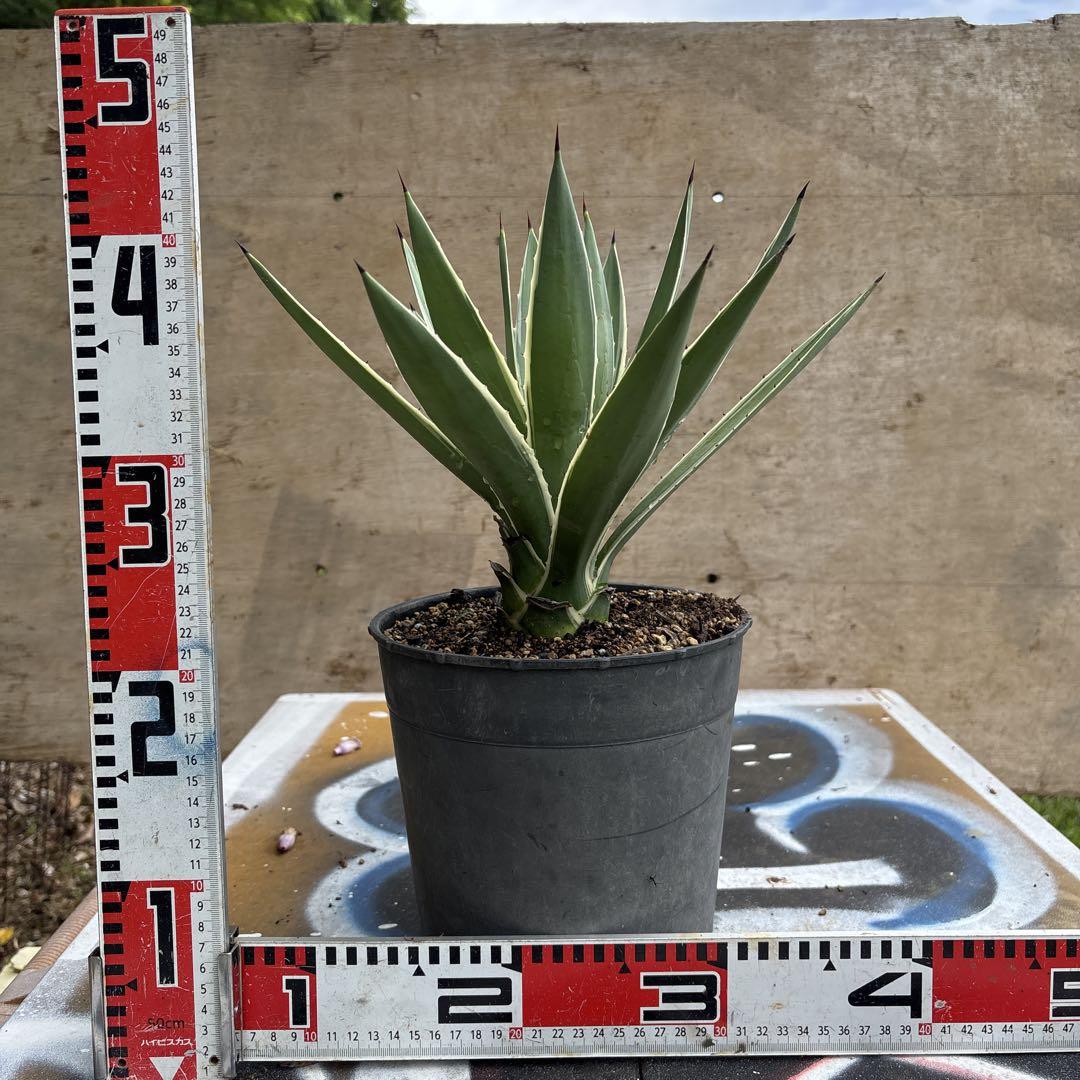 アガベ・デスメティアーナ ｜Agave desmetiana | DESERT INC.