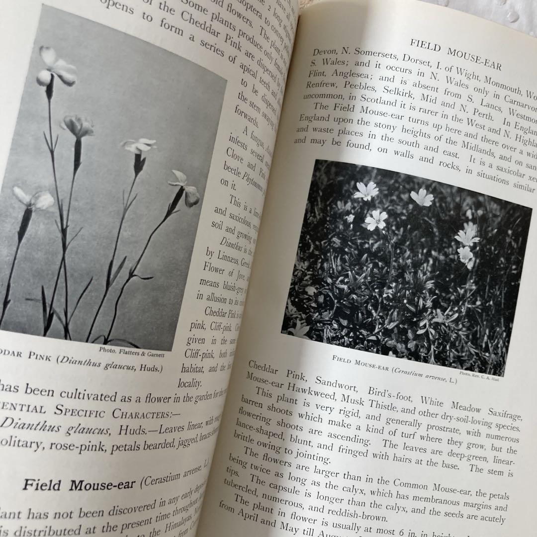 大学生 割引 L835 大変希少なイギリスのアンティーク植物図鑑 1919年発行 洋書