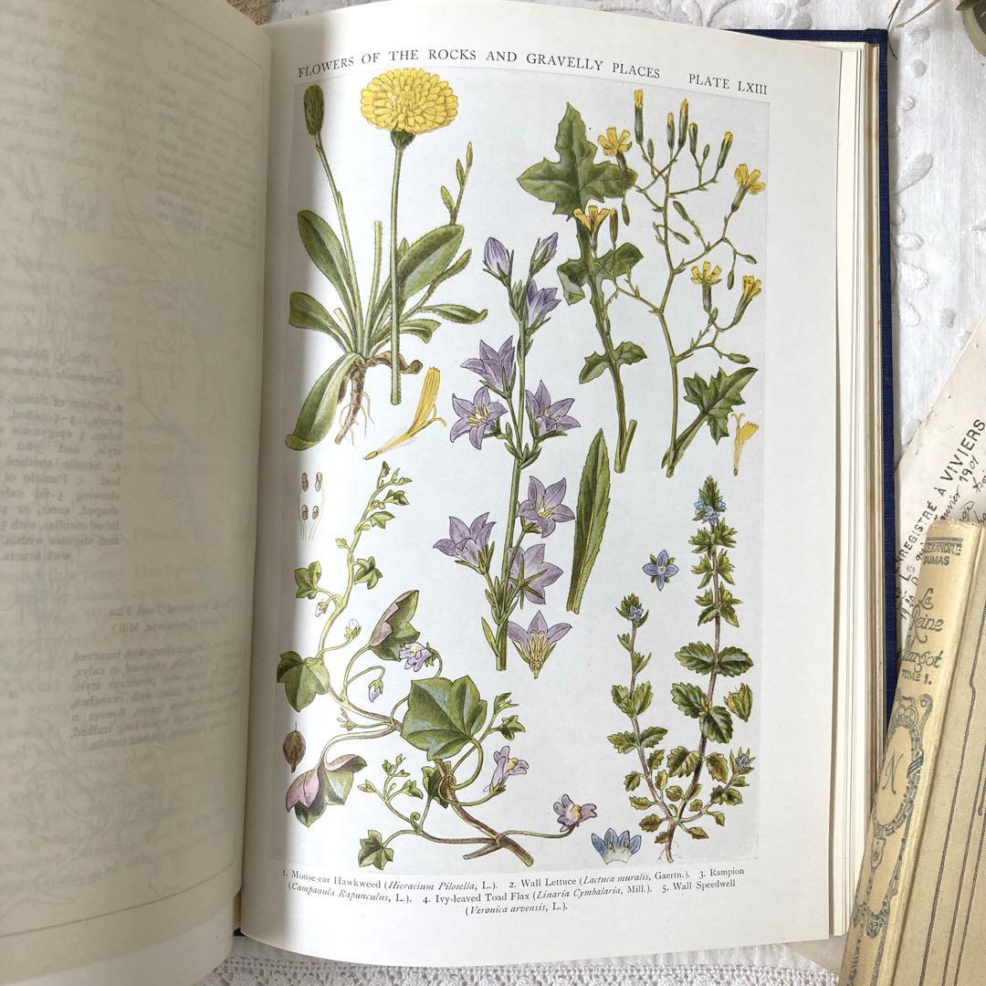 L835 1919年発行 大変希少なイギリスのアンティーク植物図鑑