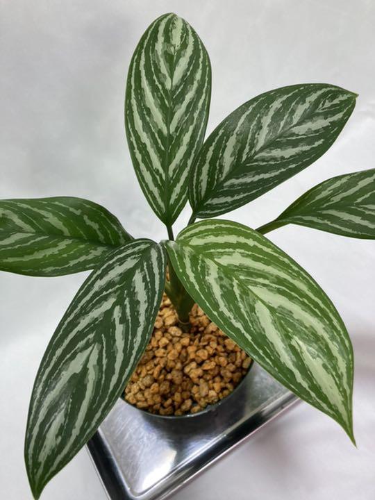 売れ筋ランキングも掲載中 アグラオネマ ニティドゥム カーティシー 中株 植物 観葉植物 Mkukinanyota Com