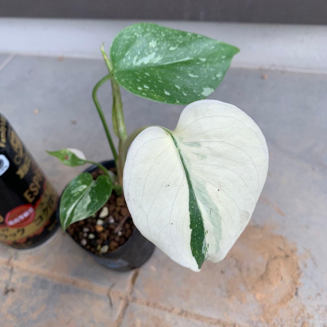 モンステラ　デリシオーサ　クリームブリュレ