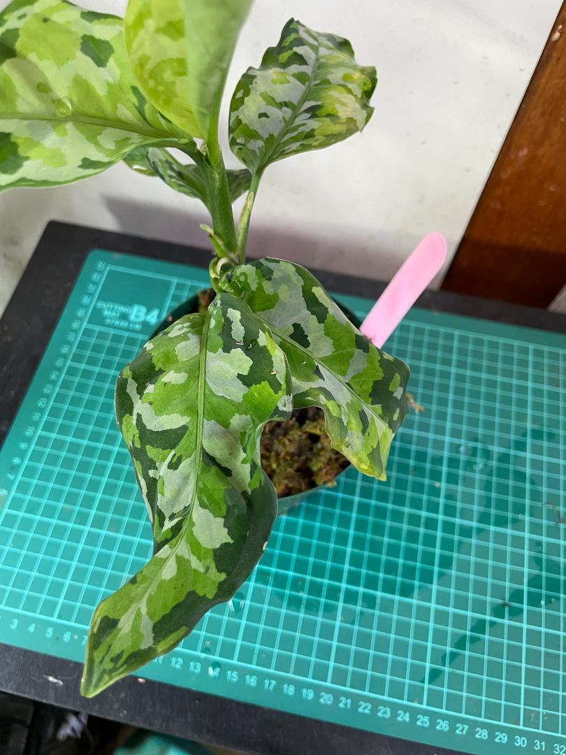 ☆ アグラオネマ アンダマン諸島 ポートブレア 北部地域　出射便 　☆ Aglaonema pictum 