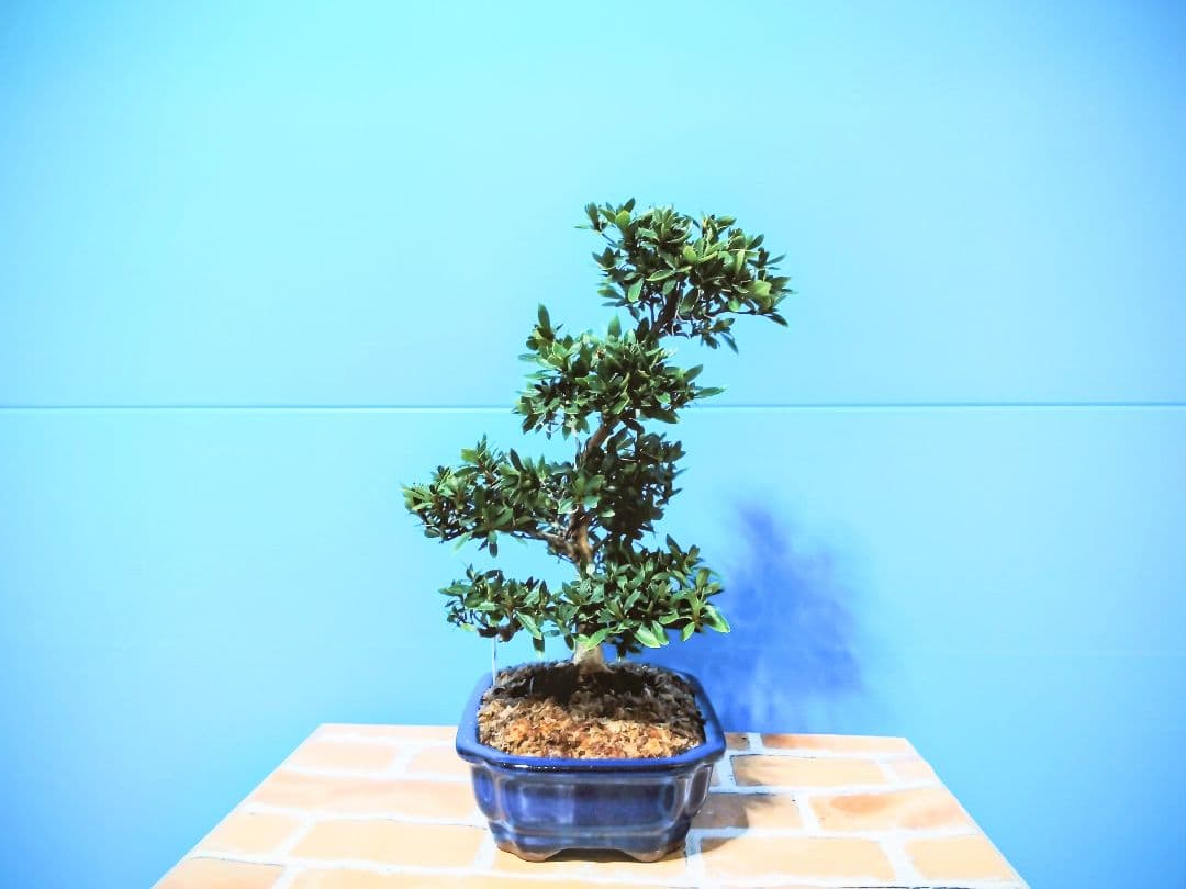 江戸城 皐月盆栽