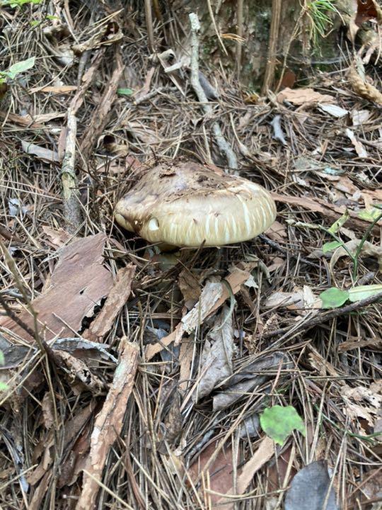 国産　松茸　岐阜県　飛騨産　550グラム