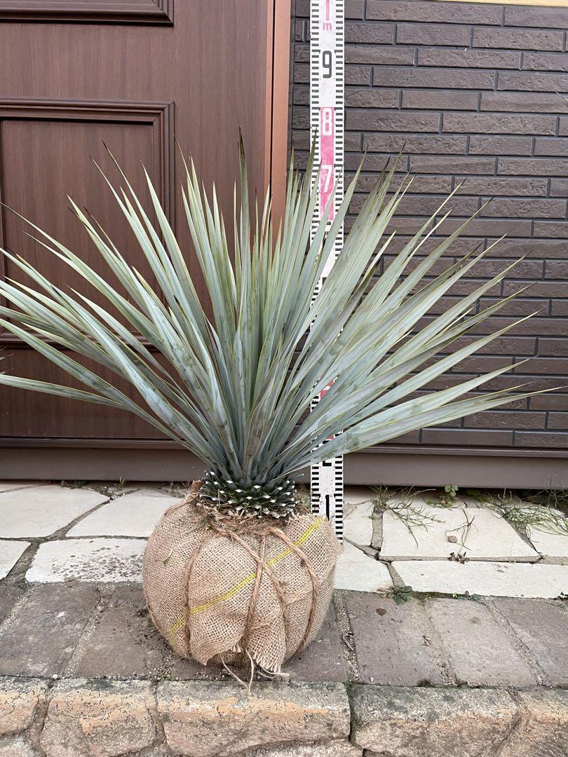 早いもの勝ち ユッカ ロストラータ す 植物/観葉植物