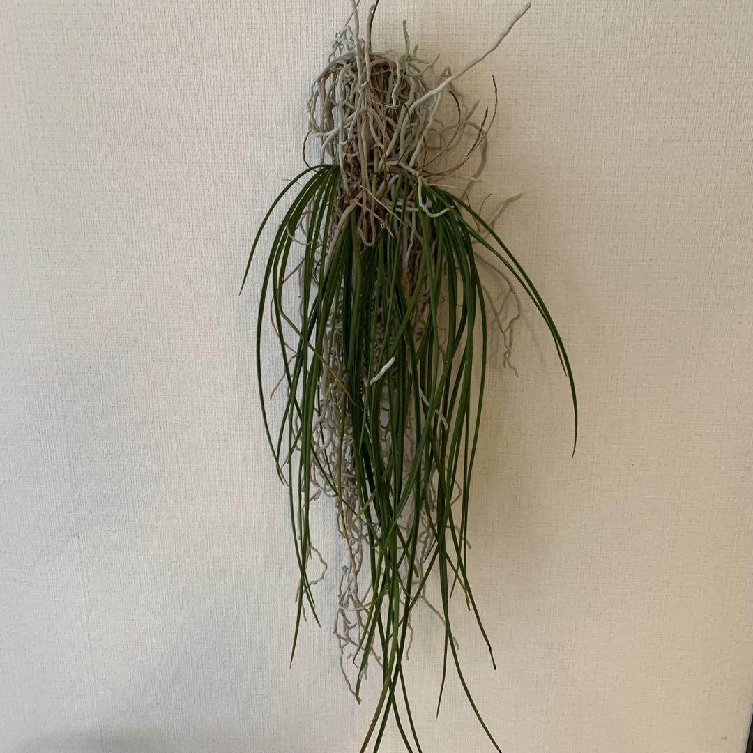 Seidenfadenia mitrata