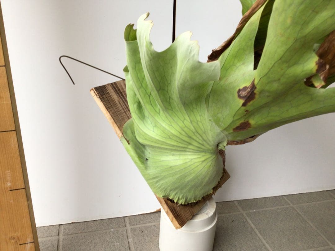 板付タイプのコウモリラン