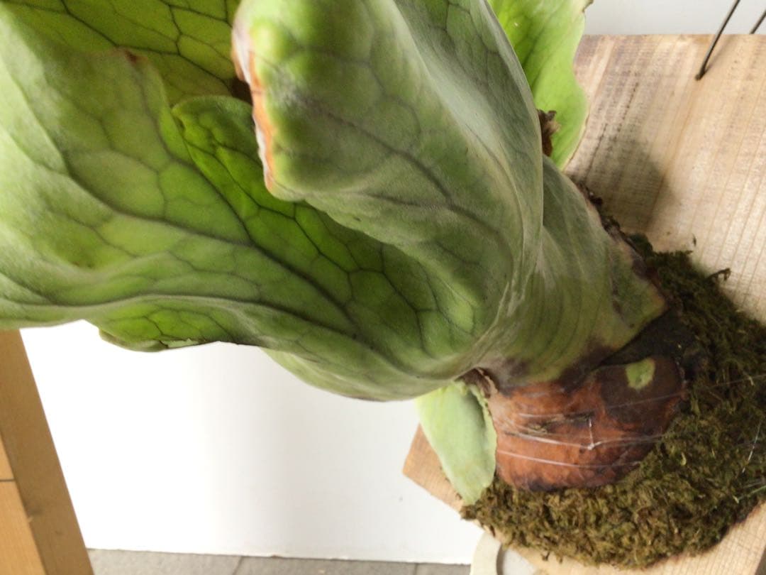 板付タイプのコウモリラン