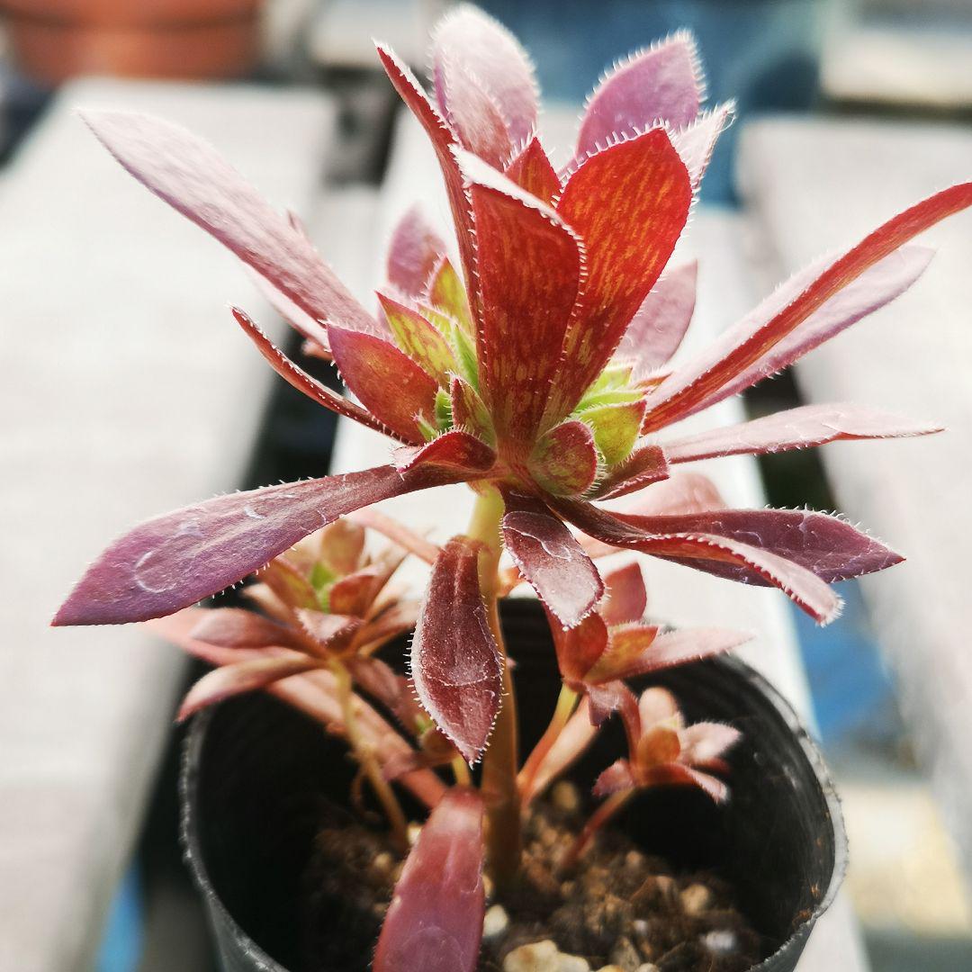 コーニッシュトリビュート 抜き苗 アエオニウム 多肉植物 - メルカリ