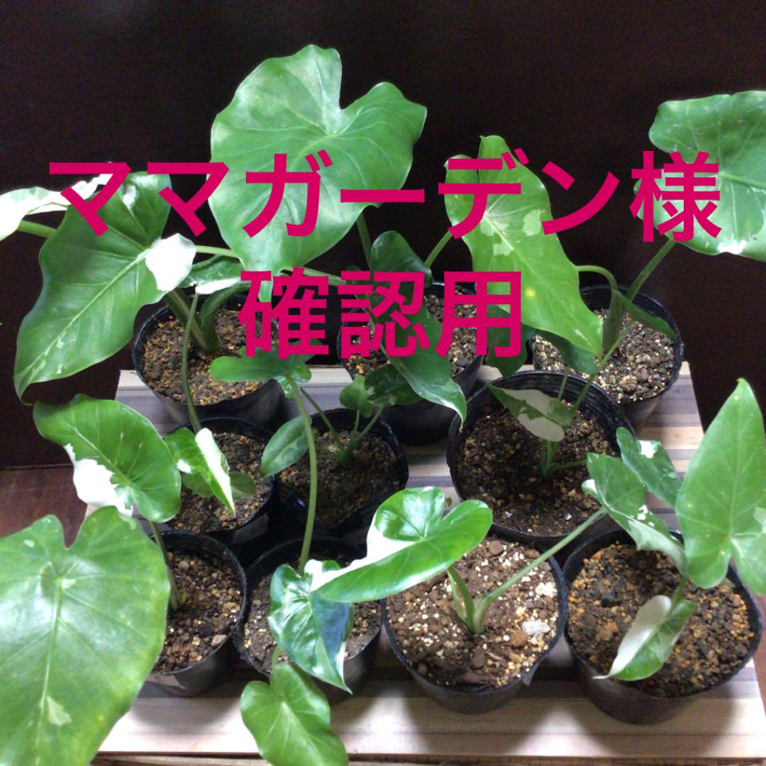 ブラウン系納得できる割引 ※ママガーデン様 確認用 斑入り クワズイモ 植物/観葉植物 インテリア・住まい・小物ブラウン系¥90,440-edulynks.com ブラウン系納得できる割引 ※ママガーデン様 確認用 斑入り クワズイモ 植物/観葉植物 インテリア・住まい・小物ブラウン系¥90,440-edulynks.com