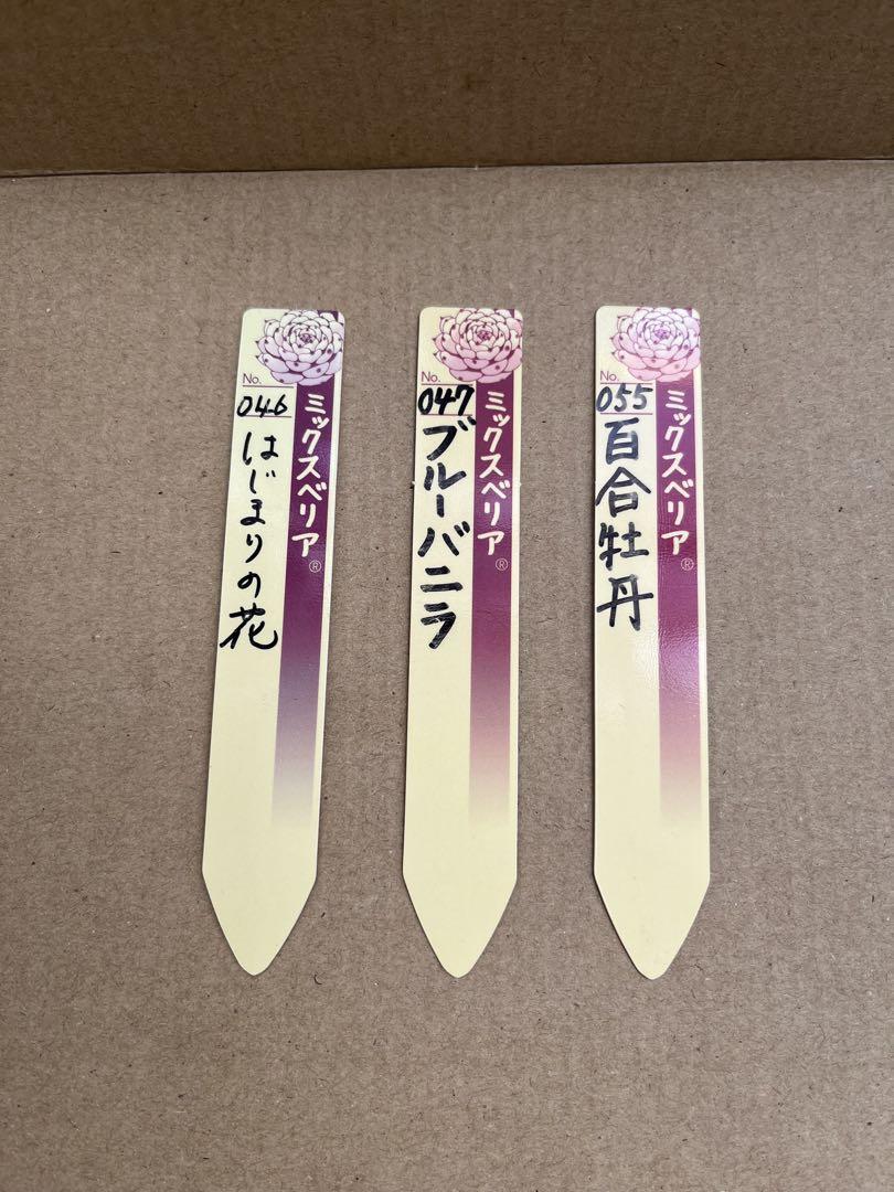 ミックスベリア　札のみ　百合牡丹　ブルーバニラ　　はじまりの花　エケベリア