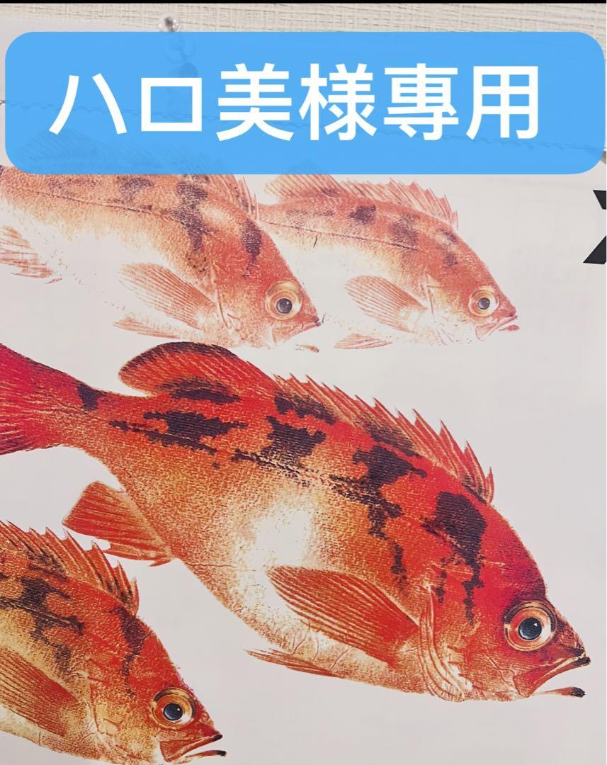 daiwa ソルティガ ヒラマサ 60B SALTIGA 美品