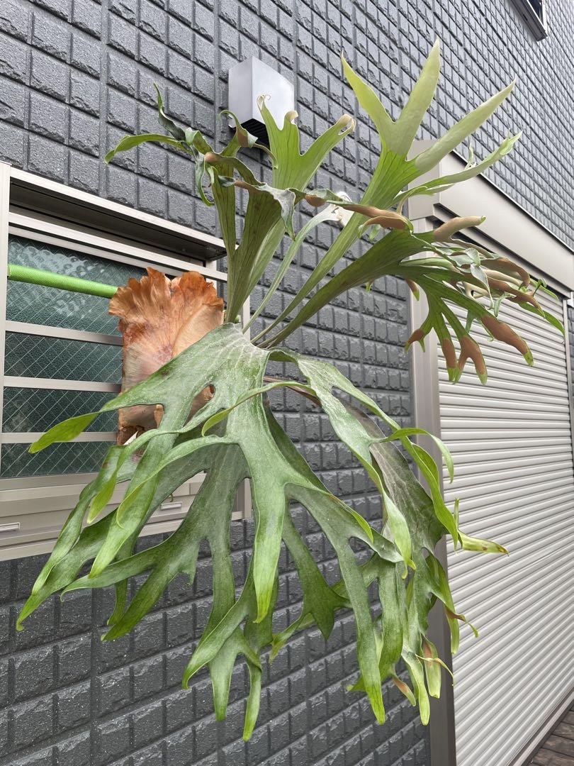 ビカクシダ マセラティ親株 Platycerium ‘Maserati’ 画像2