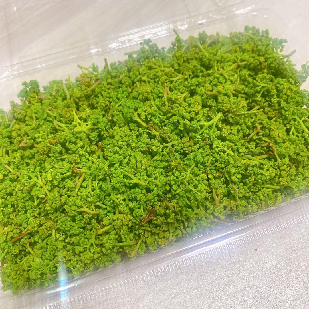 とれたて　花山椒　無農薬　奈良県産　安
