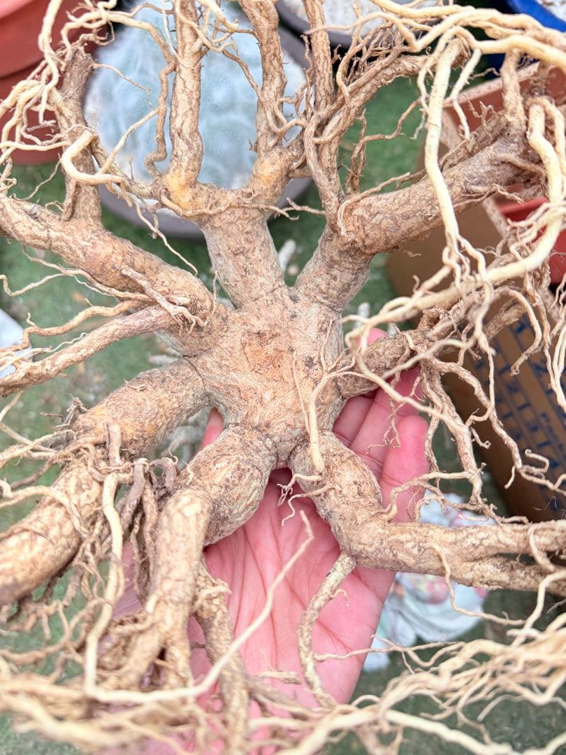 Adenium obesum“วังดอกดก”アデニウム Adenium obesum“วังดอกดก”アデニウム