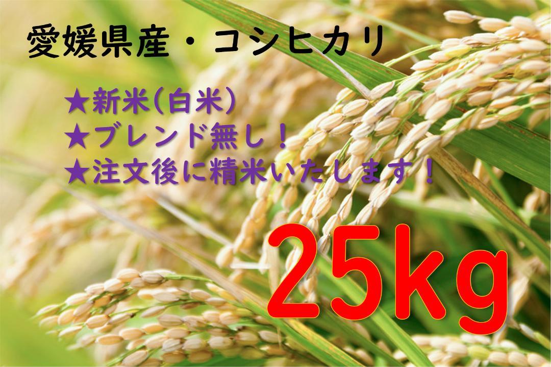 新米 コシヒカリ 25kg 白米 愛媛県産