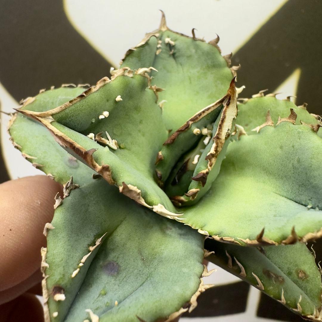 992 【上澳園芸】 アガベ agave チタノタ 鰐亀 992 【上澳園芸】 アガベ agave チタノタ 鰐亀